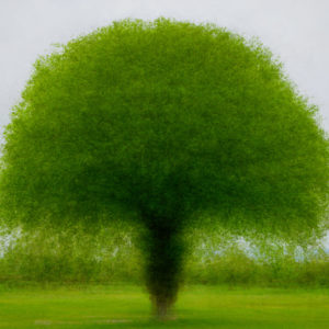 ArbreAbstrait d&rsquo;un champ de Corsier