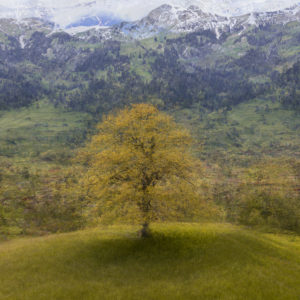 ArbreAbstrait Frutigen